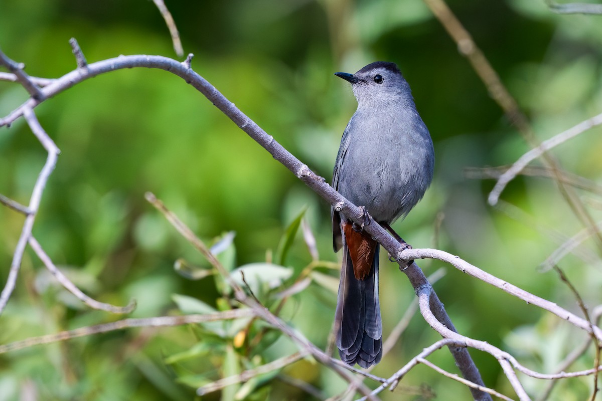 Gray Catbird - ML619914956