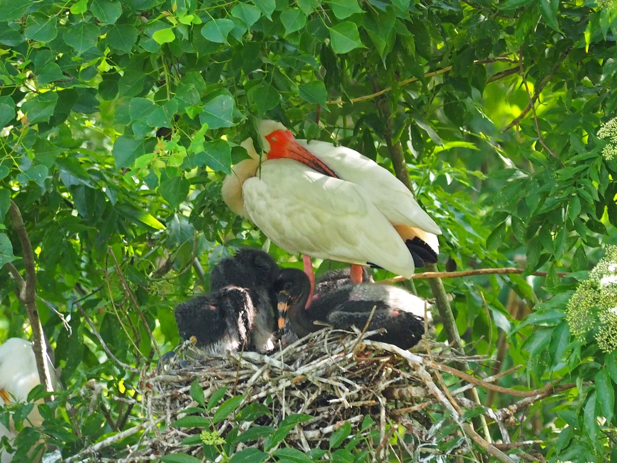ibis bílý - ML619914967