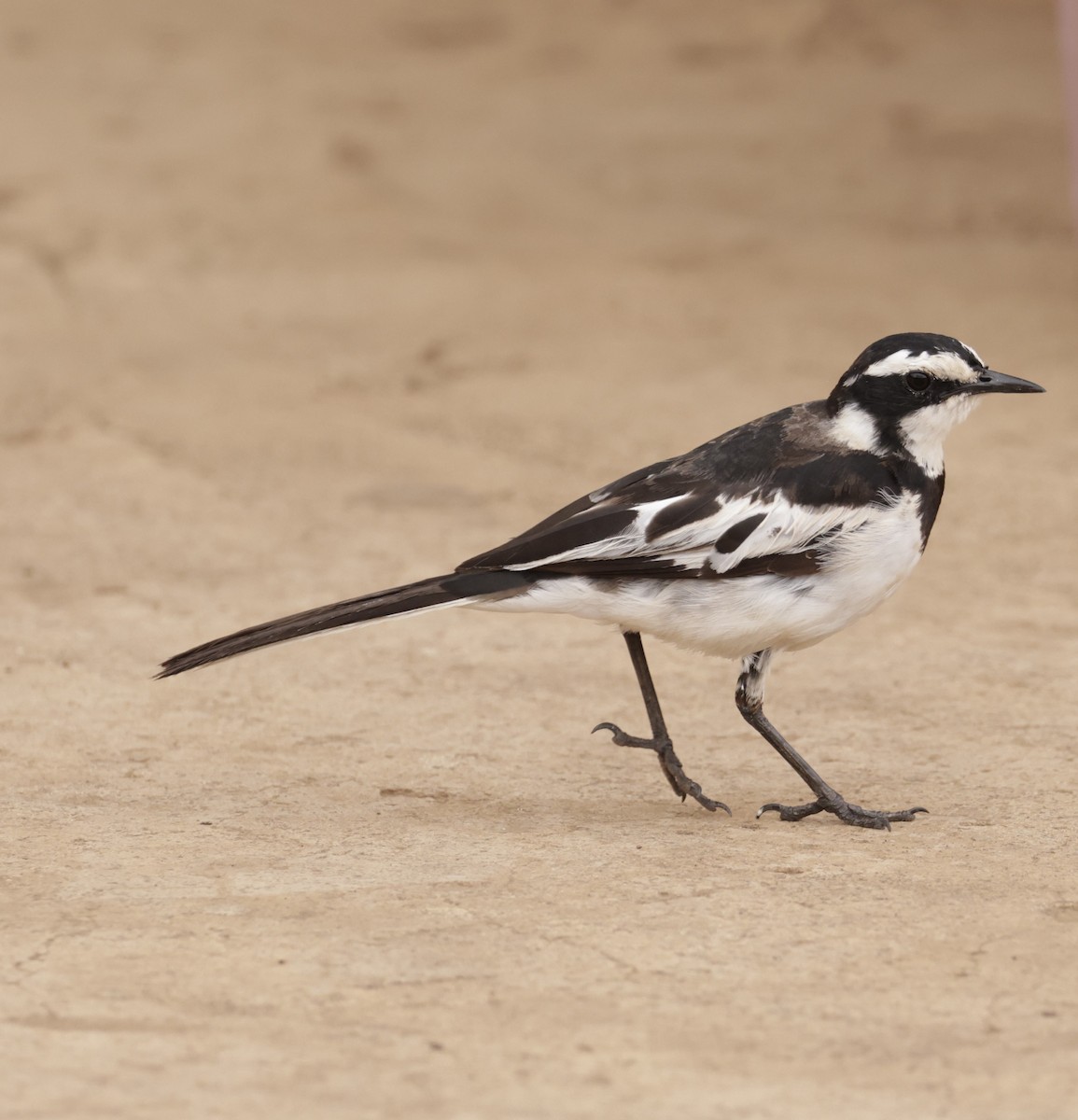 African Pied Wagtail - ML619914982