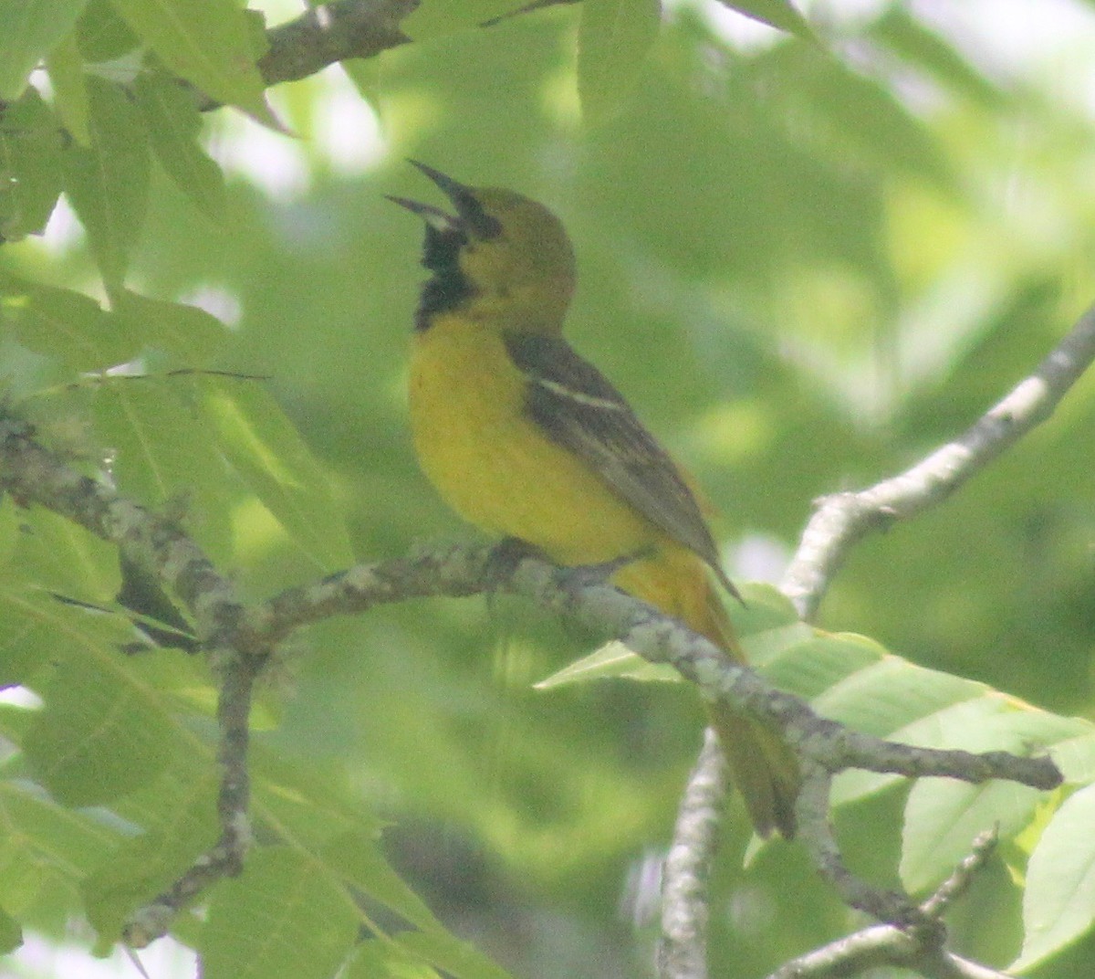 Orchard Oriole - ML619914984