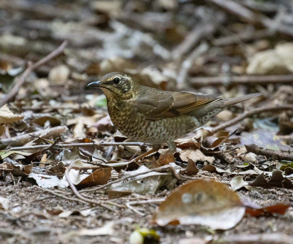 Siberian Thrush - ML619914993