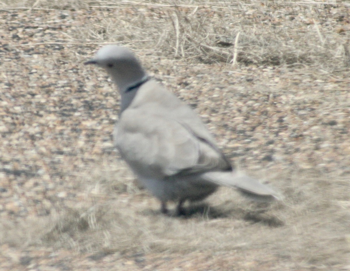 Eurasian Collared-Dove - ML619914997