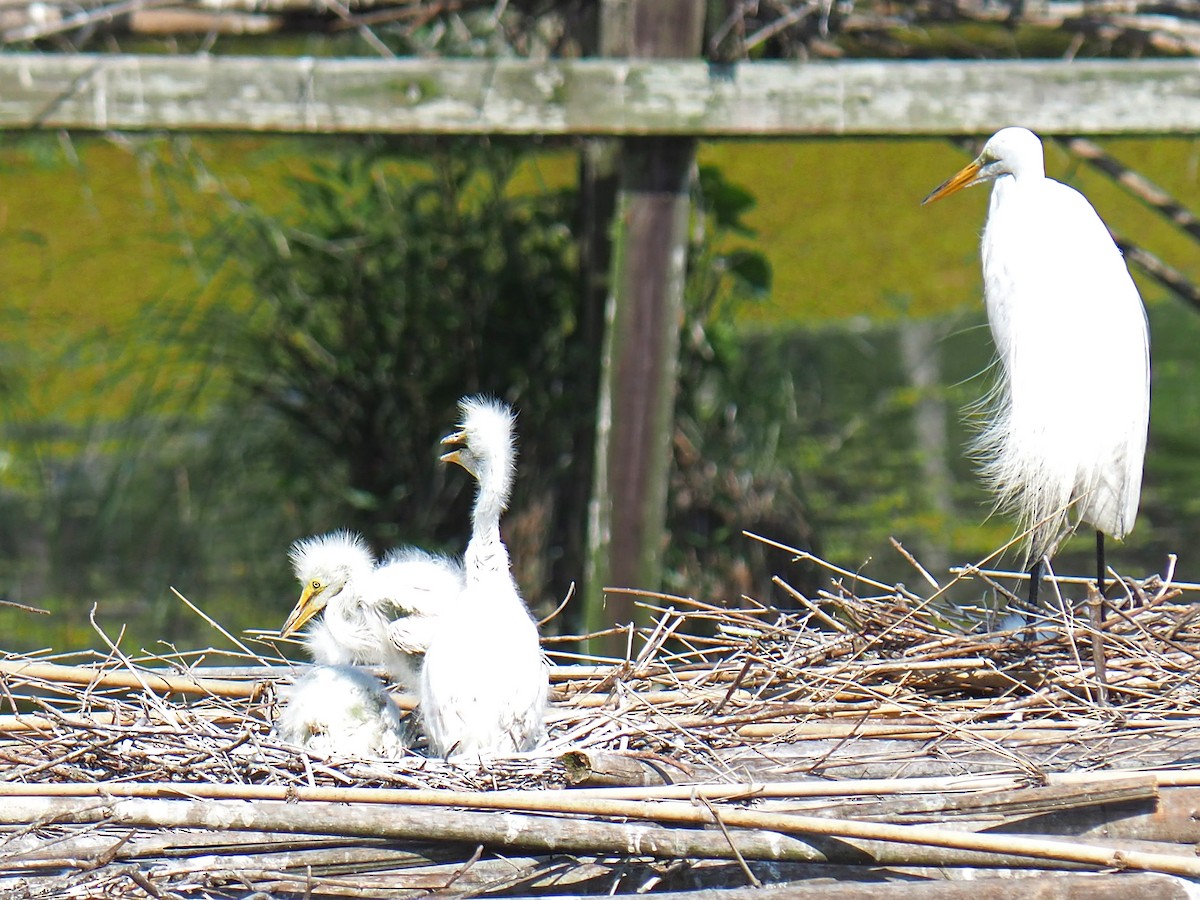 Great Egret - ML619914998