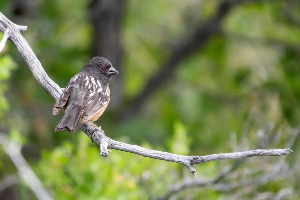 Spotted Towhee - ML619915000