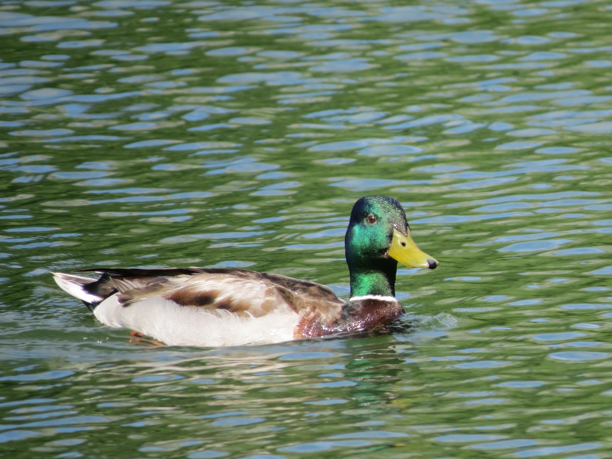 Canard colvert - ML619915003