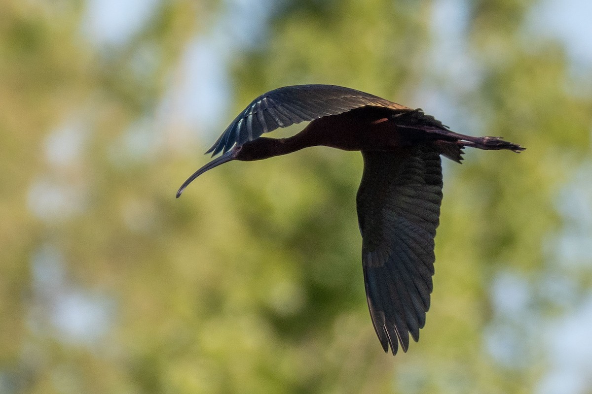 Ibis à face blanche - ML619915006