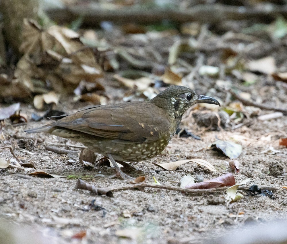 Dark-sided Thrush - Lindy Fung