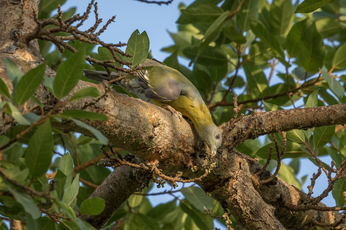 Yellow-footed Green-Pigeon - ML619915020