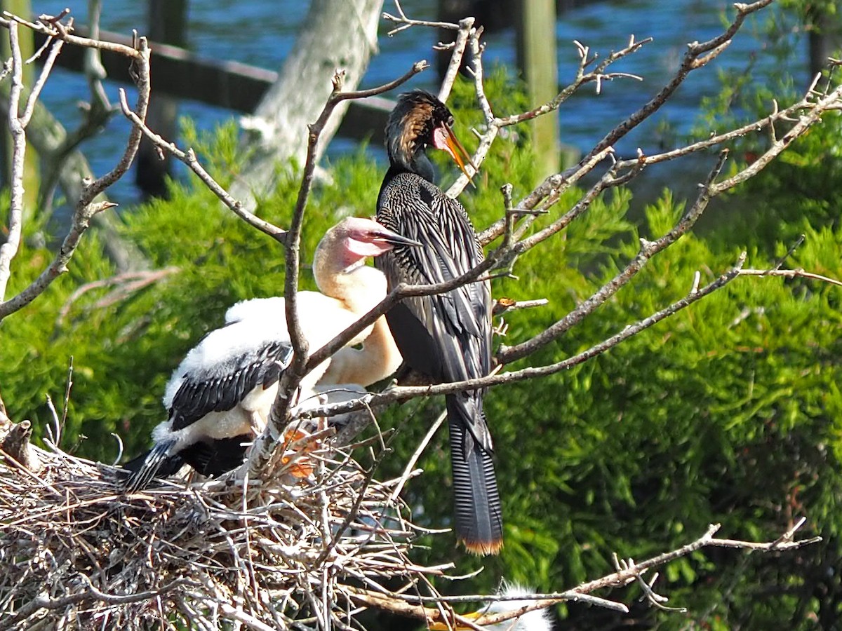 anhinga americká - ML619915026