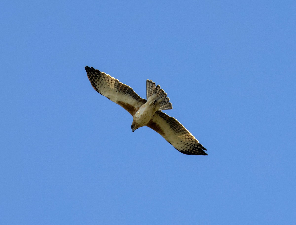 Águila Chica - ML619915029