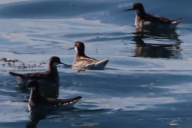 Red-necked Phalarope - ML619915037