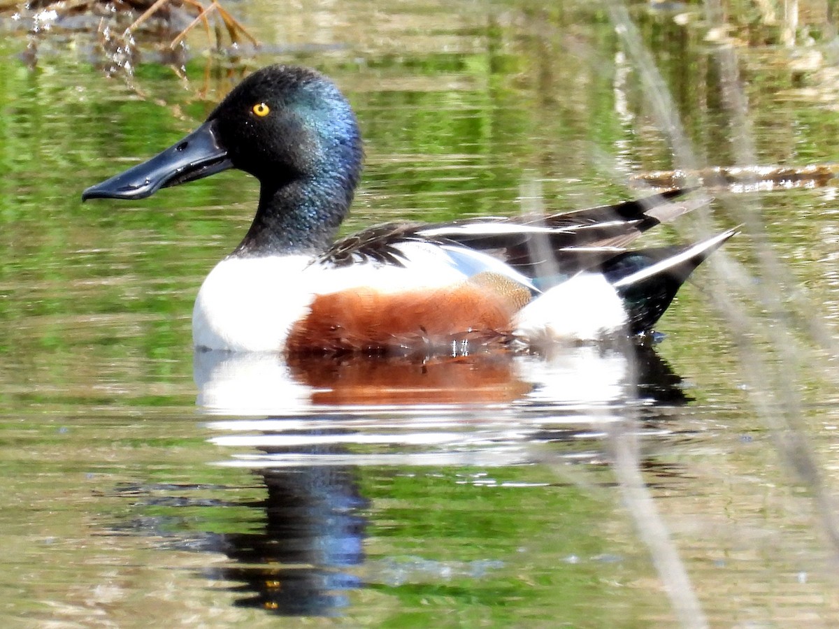 Northern Shoveler - ML619915042