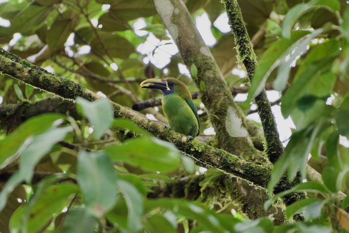 Northern Emerald-Toucanet - ML619915045