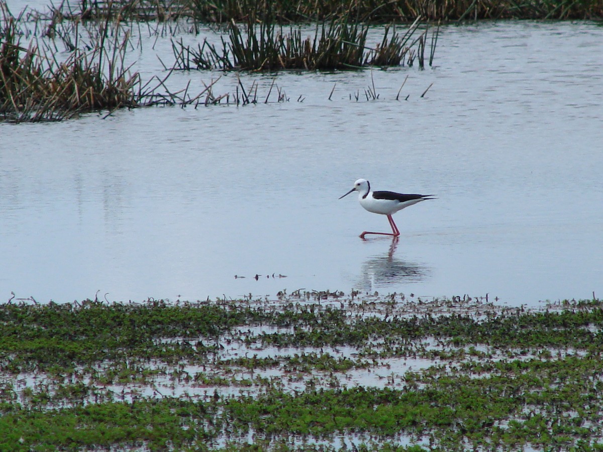 Pied Stilt - ML619915047