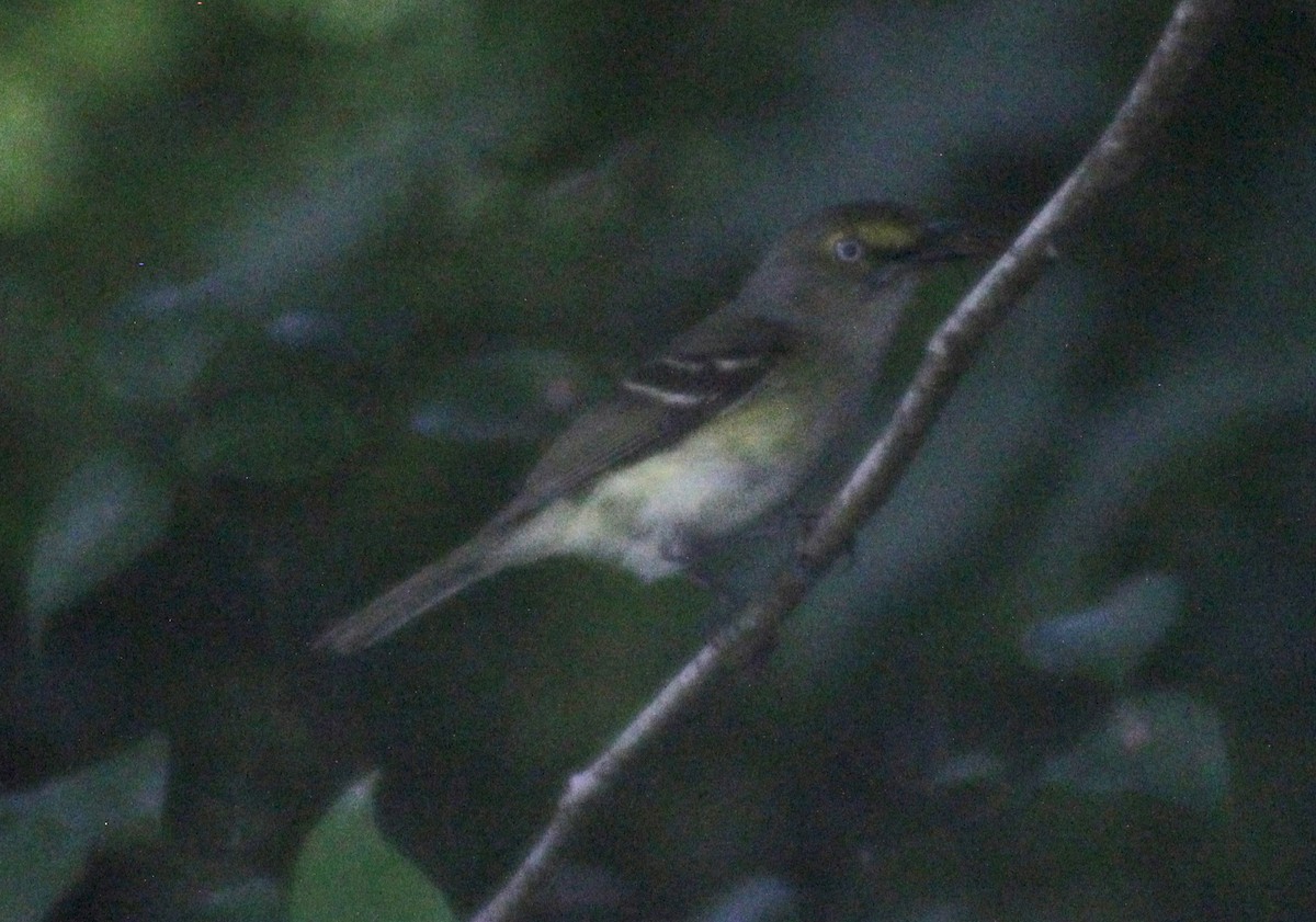 hvitøyevireo - ML619915049