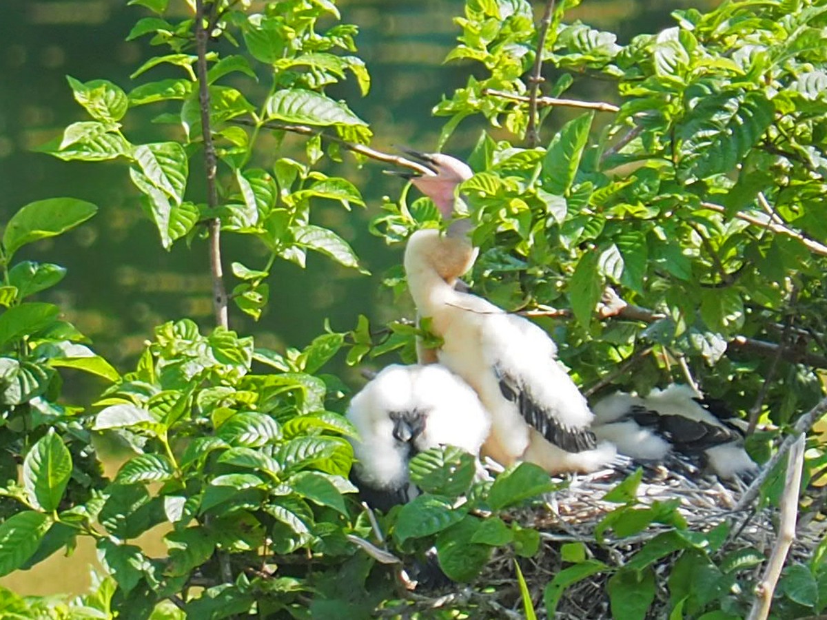 Anhinga Americana - ML619915052