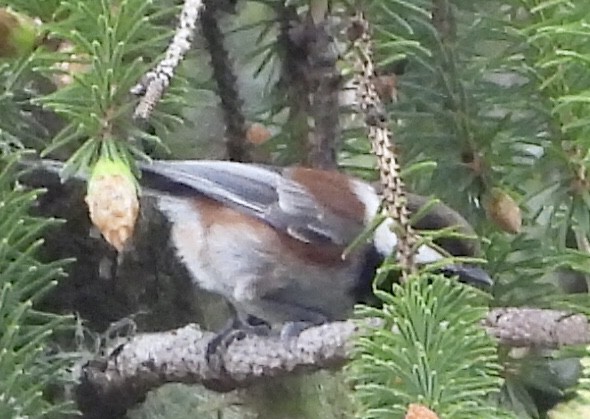 Chestnut-backed Chickadee - ML619915054