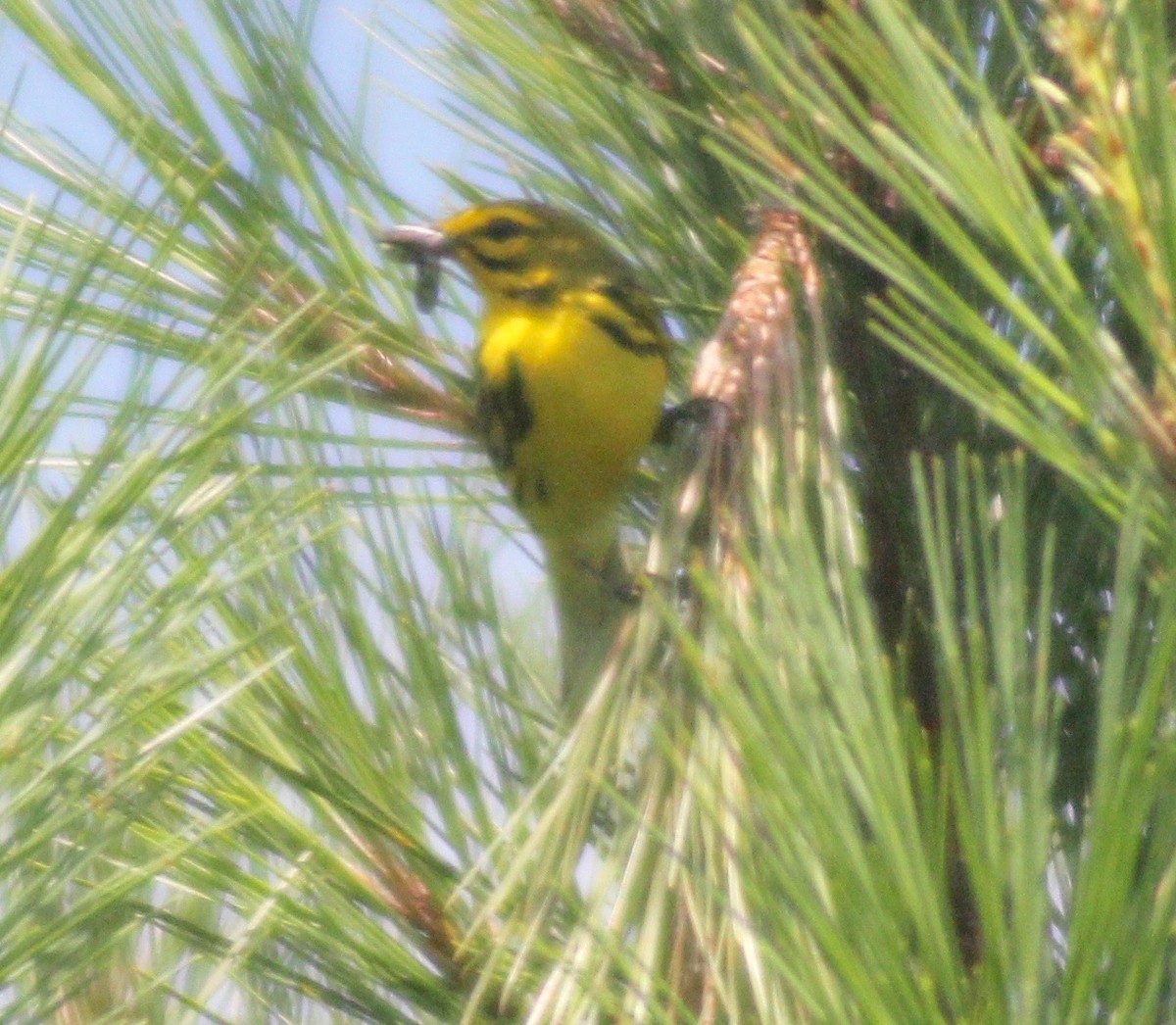 Prairie Warbler - David Brotherton, cc