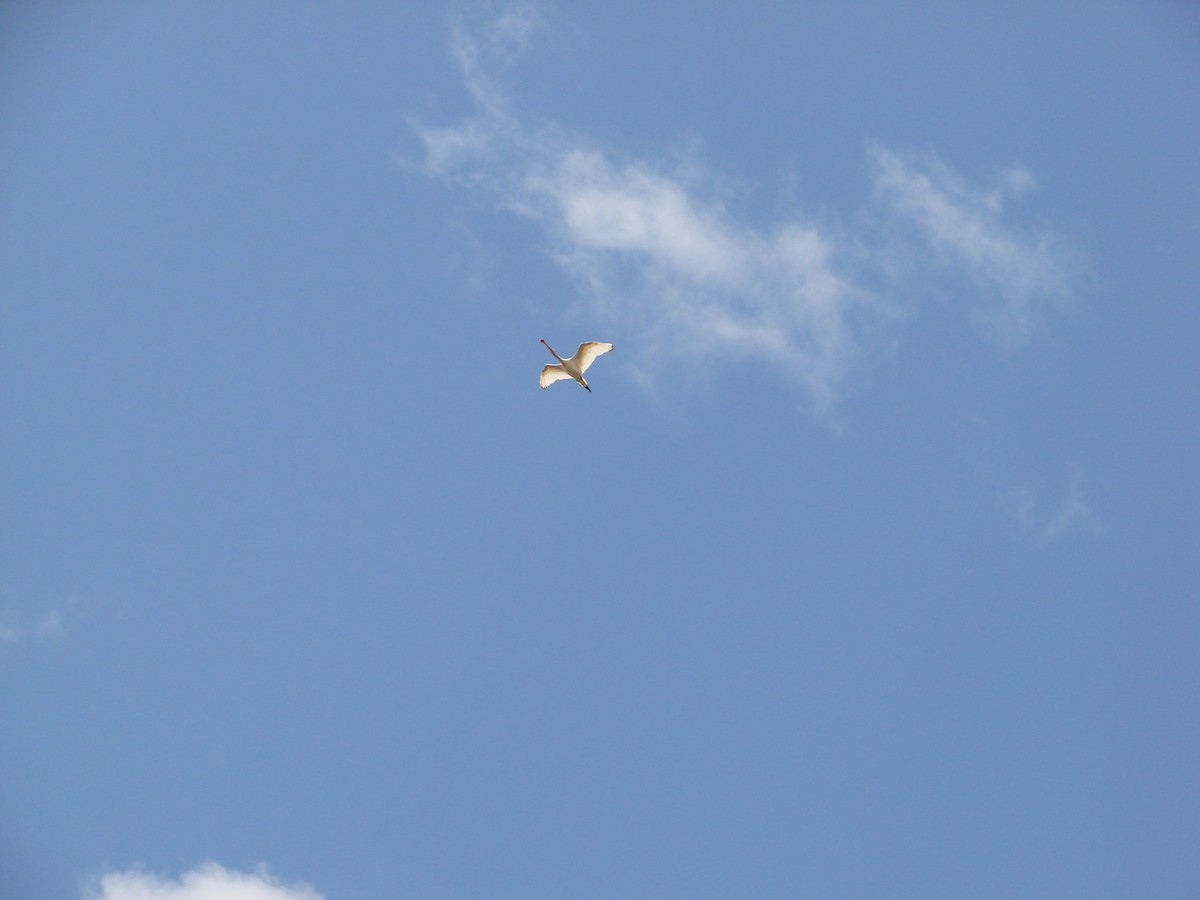 Yellow-billed Spoonbill - ML619915059