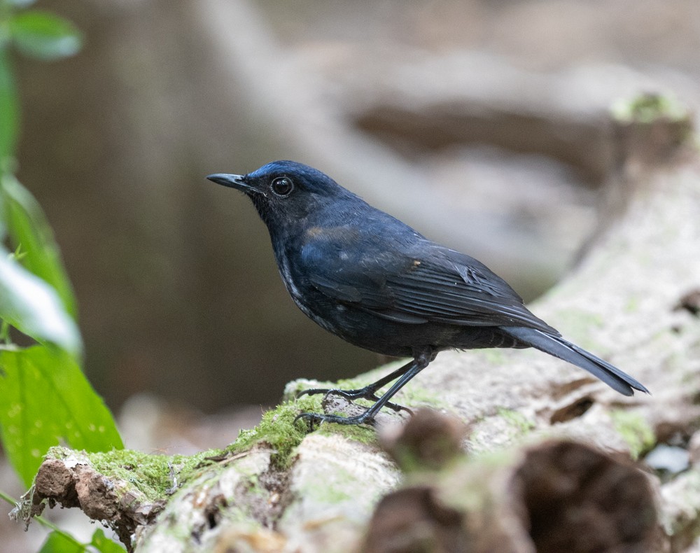 White-tailed Robin - ML619915060