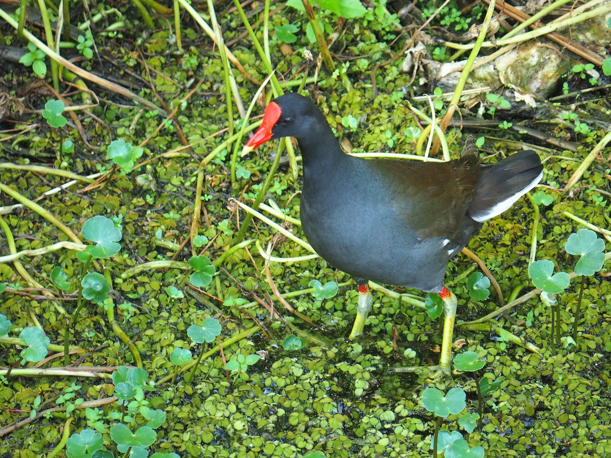 Gallinule d'Amérique - ML619915065