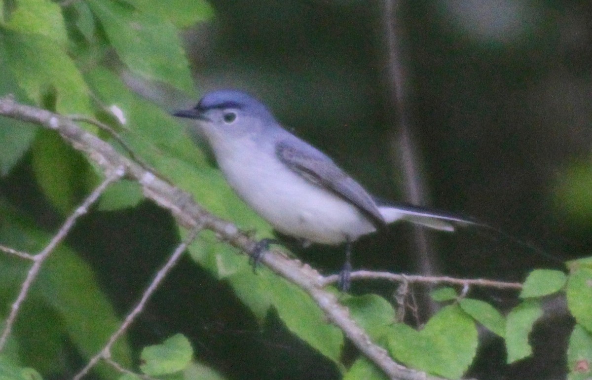 Blue-gray Gnatcatcher - ML619915066