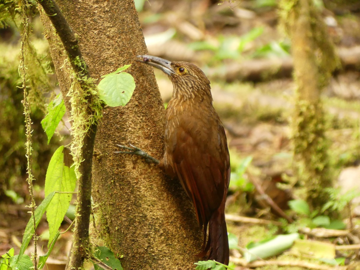Strong-billed Woodcreeper (Andean/Northern) - ML619915069