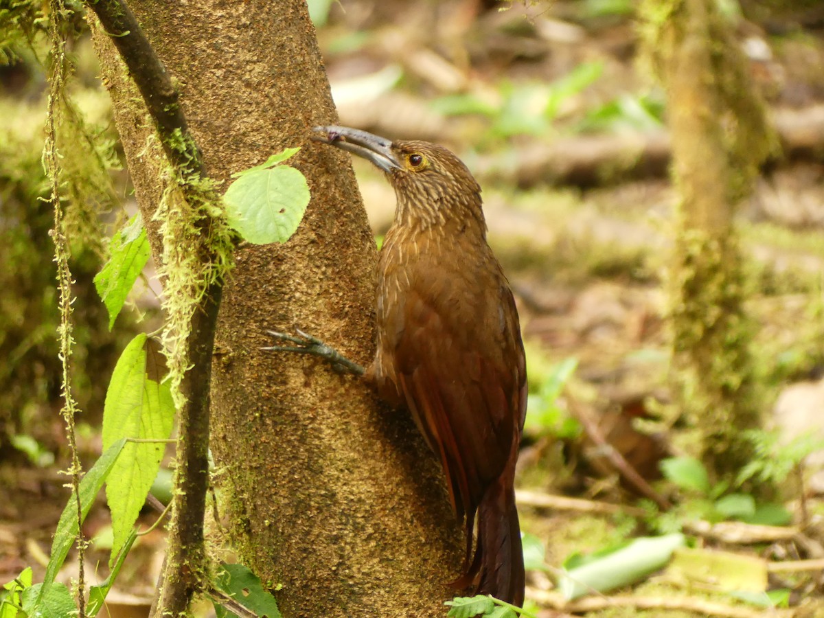 meiseltreløper (promeropirhynchus gr.) - ML619915069