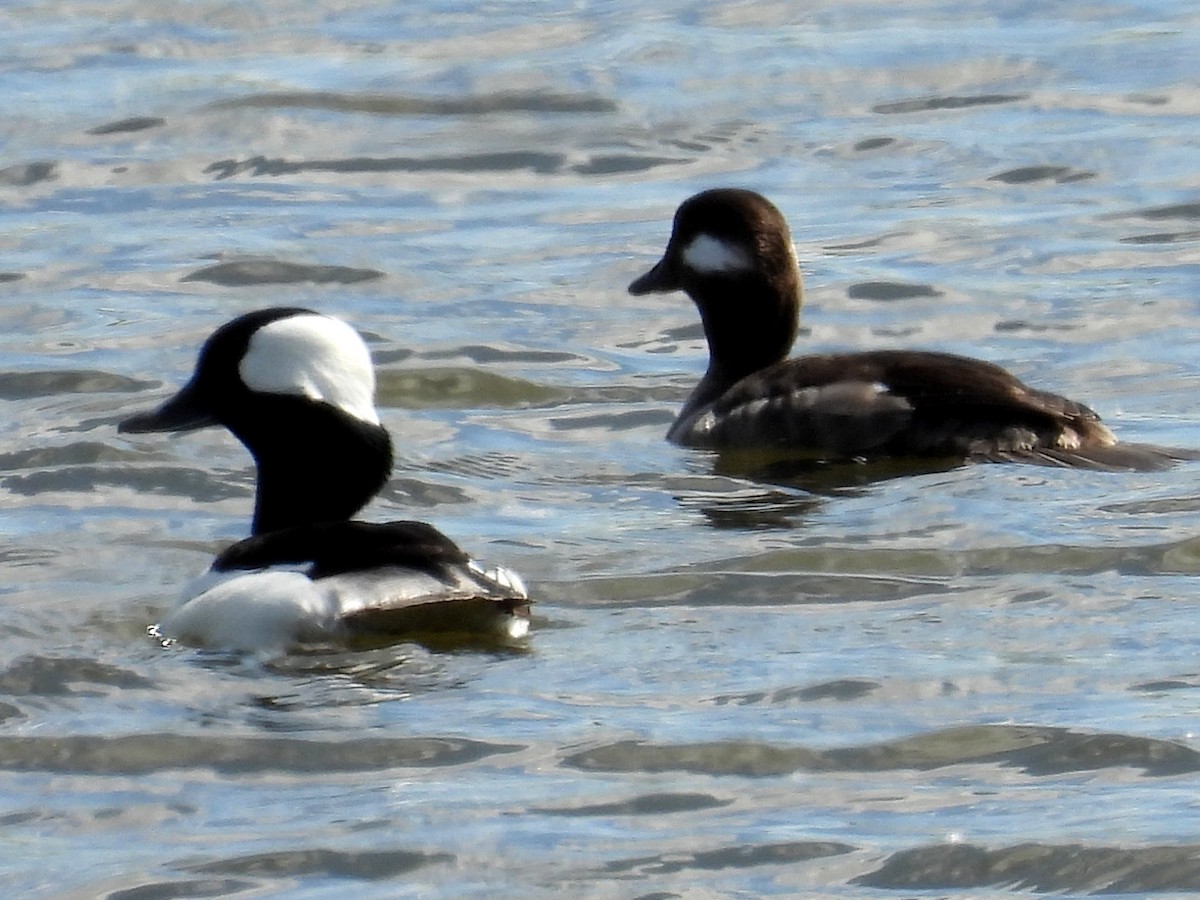 Bufflehead - ML619915071