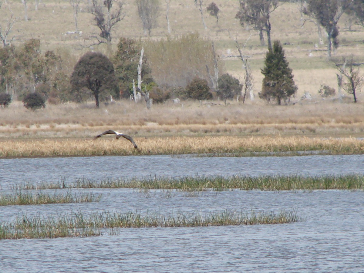 White-bellied Sea-Eagle - ML619915074