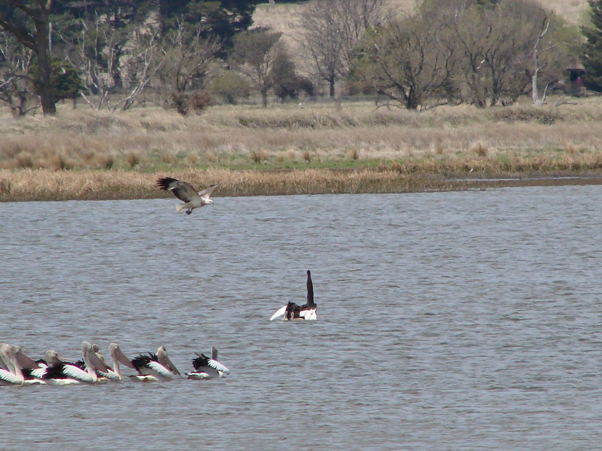 White-bellied Sea-Eagle - ML619915075