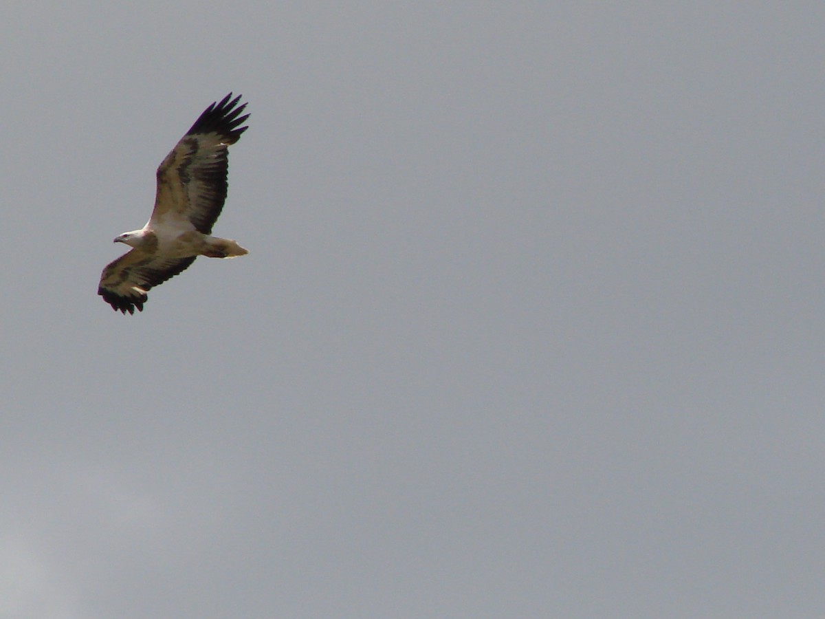 White-bellied Sea-Eagle - ML619915076