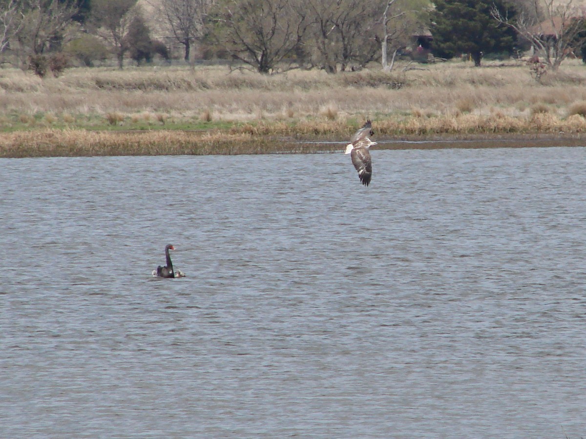 White-bellied Sea-Eagle - ML619915077