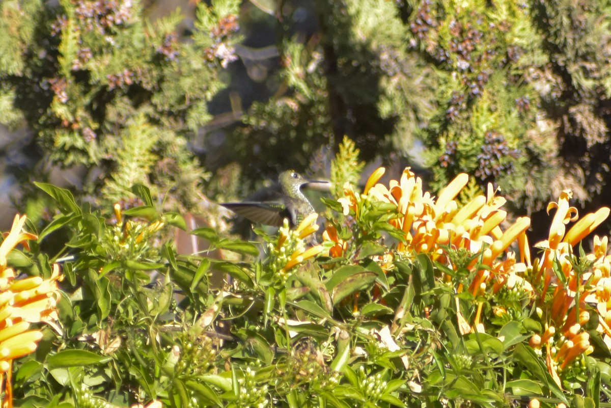 Green-backed Firecrown - ML619915083