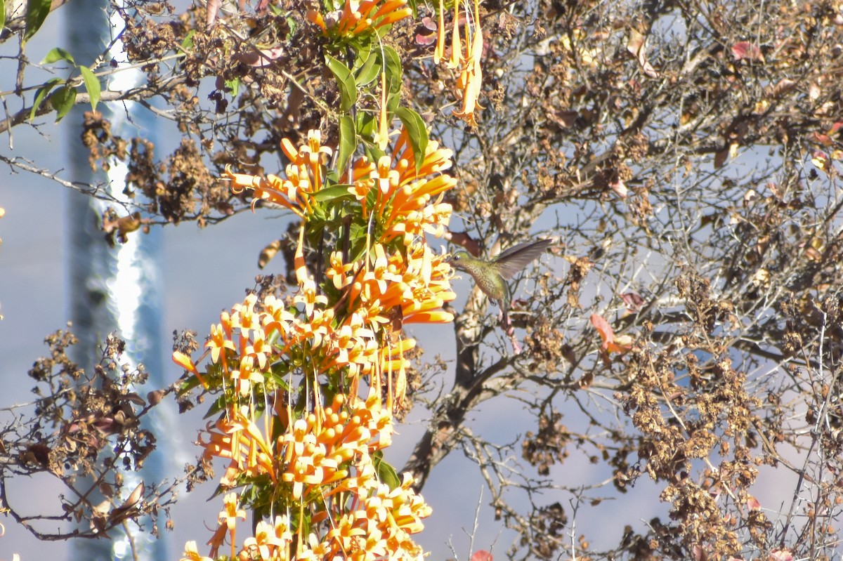 Green-backed Firecrown - ML619915084