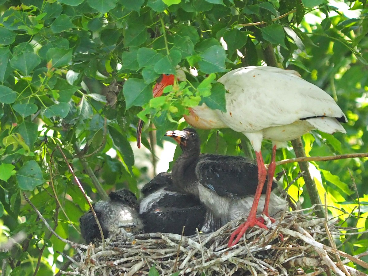 White Ibis - ML619915086