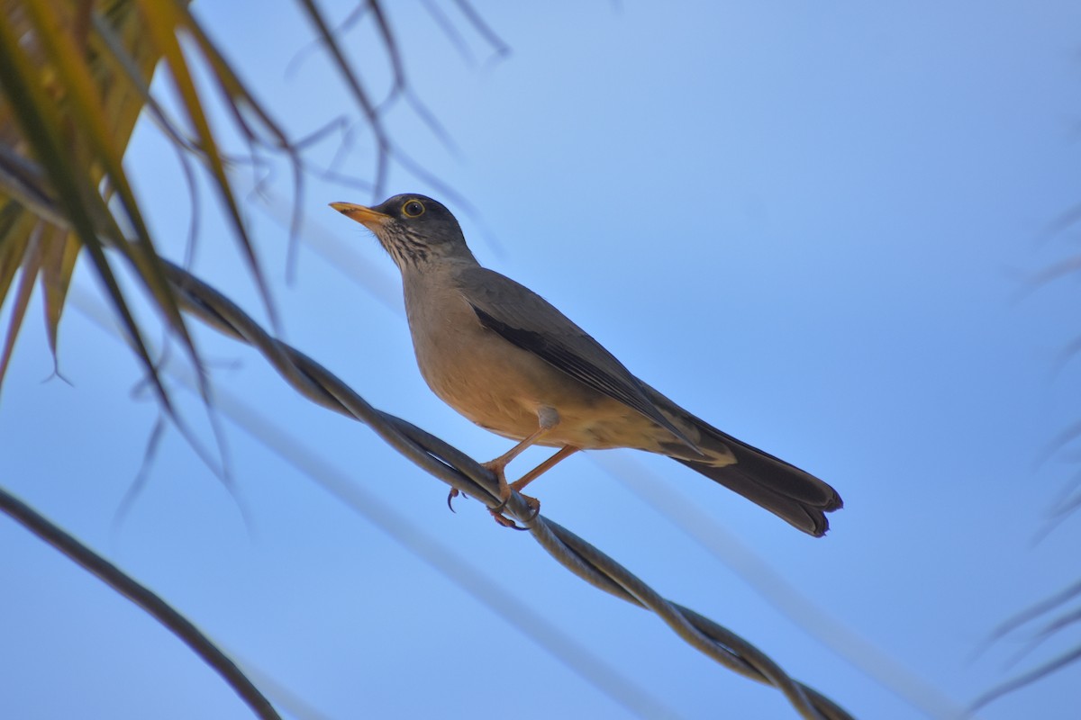 Austral Thrush - ML619915097