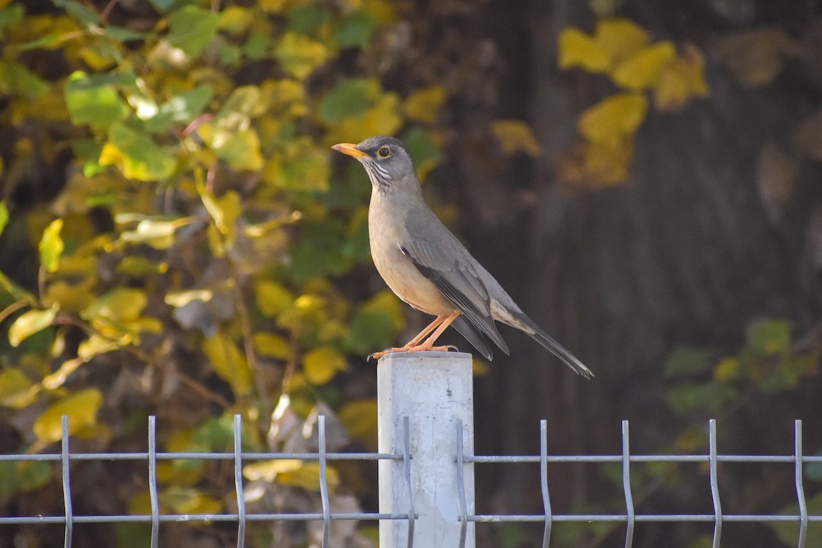 Austral Thrush - ML619915098