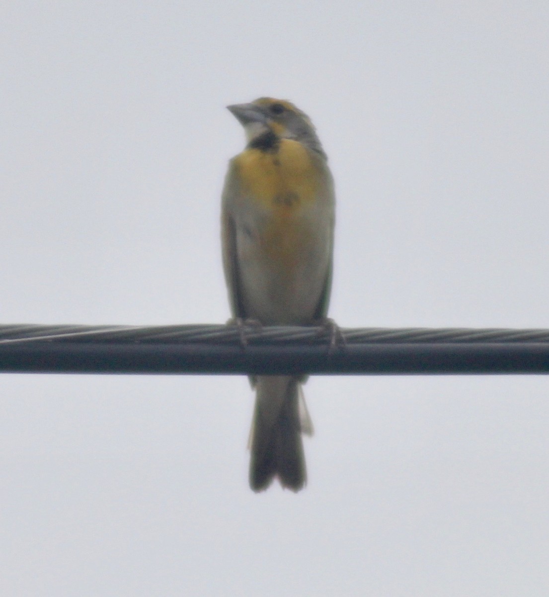 Dickcissel d'Amérique - ML619915108