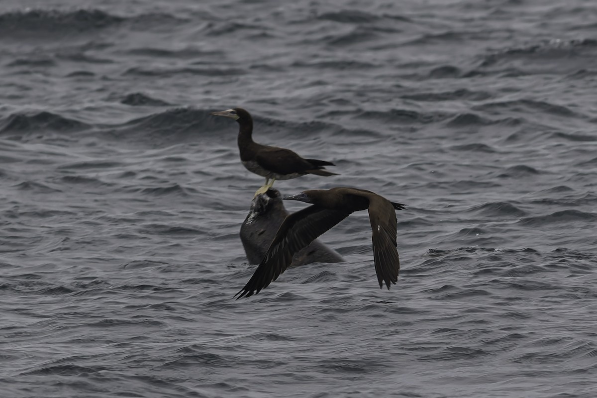 Brown Booby - ML619915112