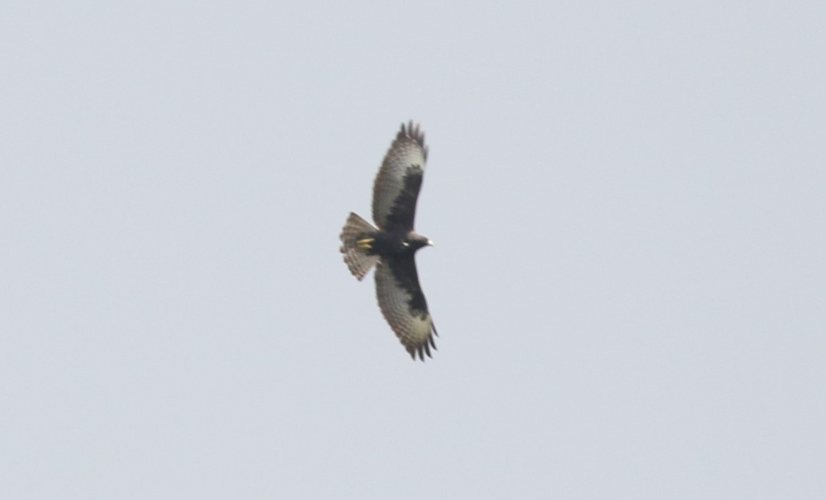 Short-tailed Hawk - ML619915126