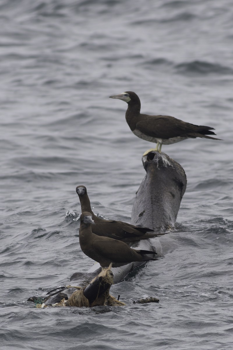 Brown Booby - ML619915129