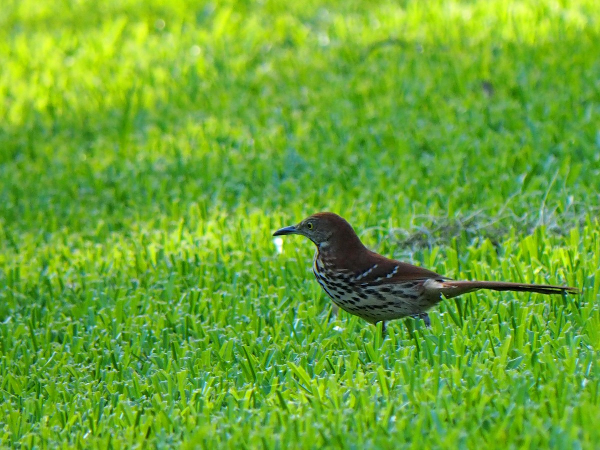 Brown Thrasher - ML619915132