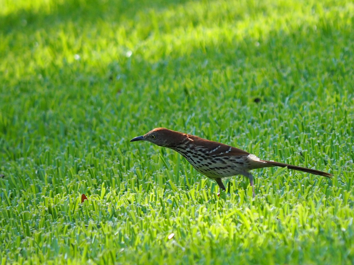 Brown Thrasher - ML619915133