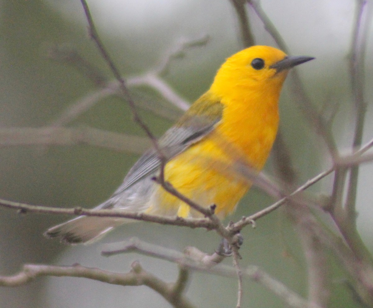 Prothonotary Warbler - ML619915134