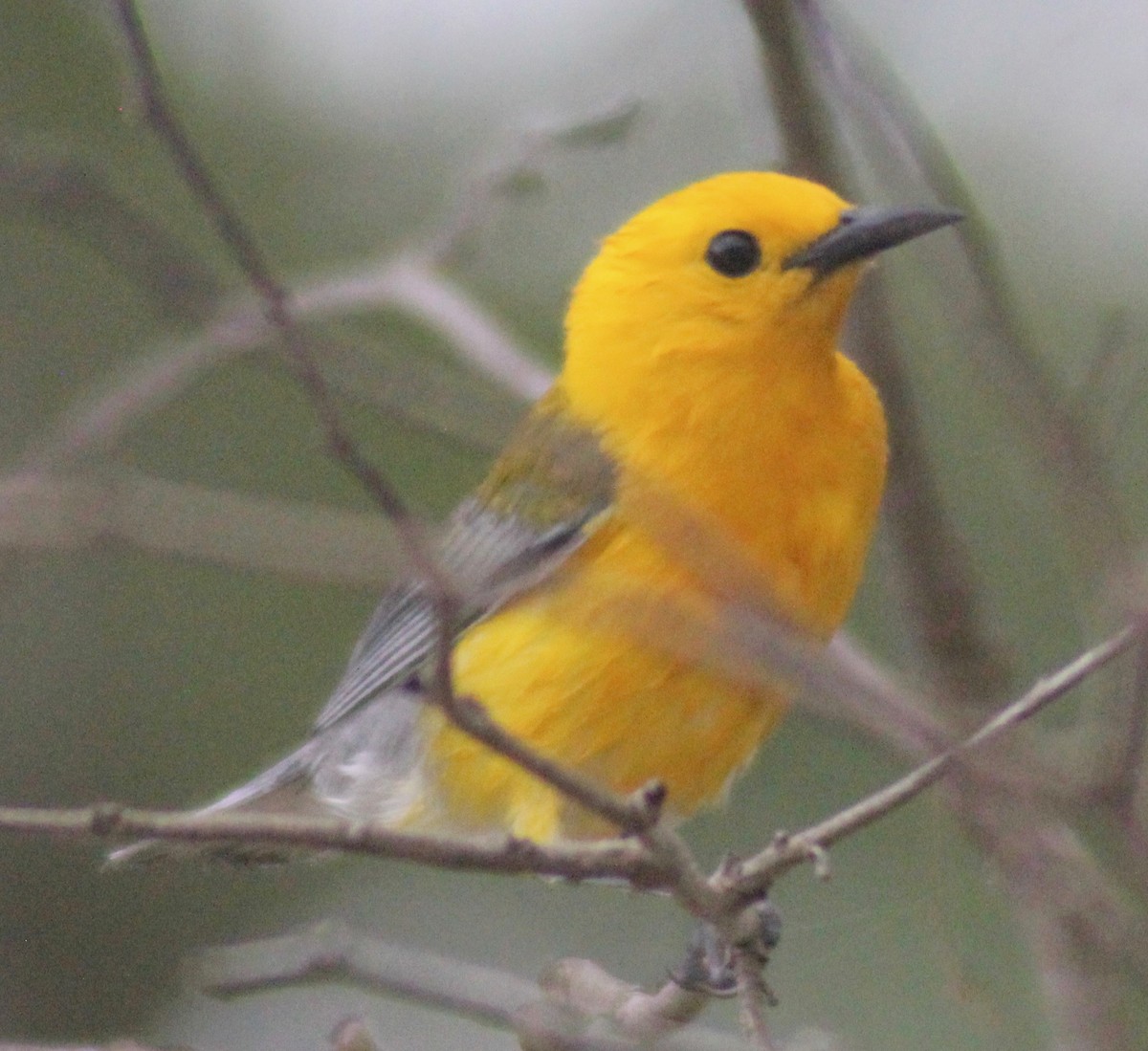 Prothonotary Warbler - ML619915135
