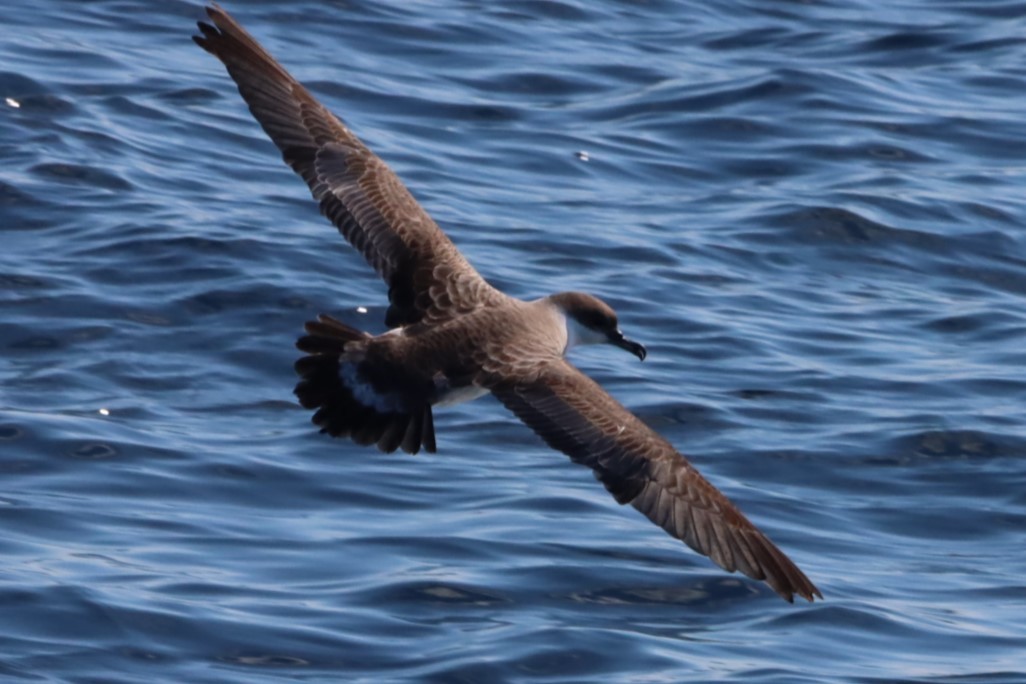 Great Shearwater - Joseph Freiberg