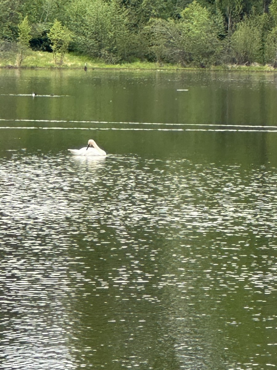 Trumpeter Swan - ML619915151