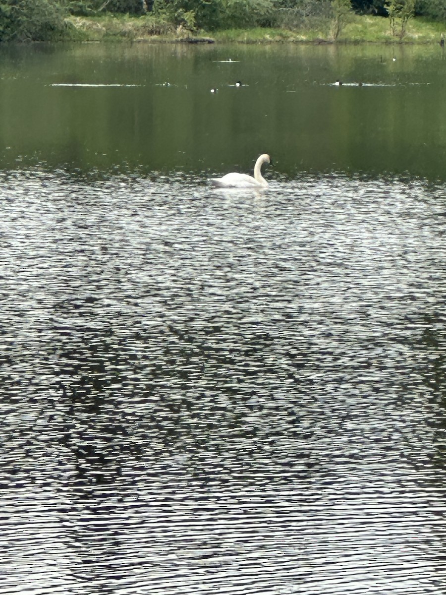 Trumpeter Swan - ML619915152