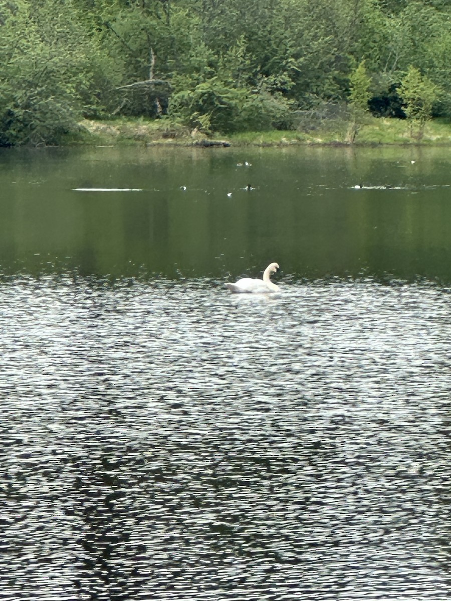 Trumpeter Swan - ML619915153